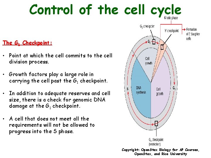 Control of the cell cycle The G 1 Checkpoint: • Point at which the