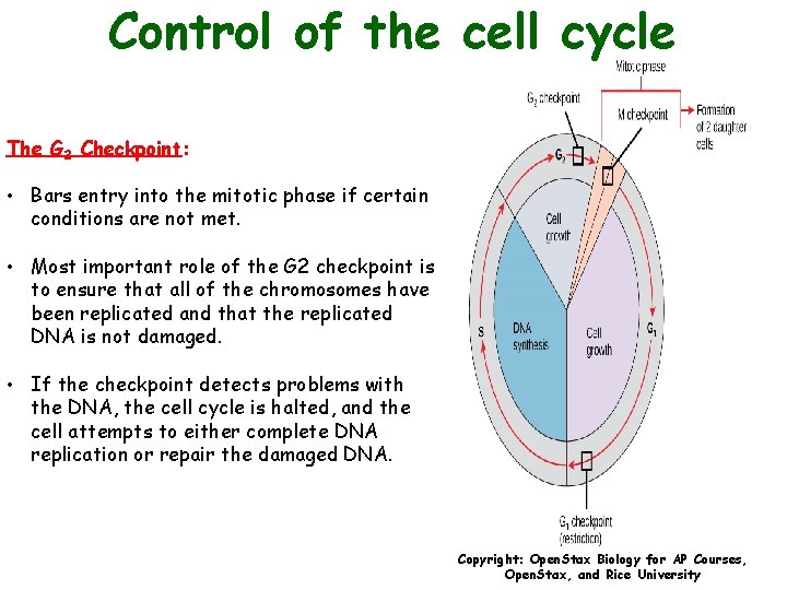 Control of the cell cycle The G 2 Checkpoint: • Bars entry into the