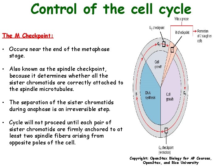 Control of the cell cycle The M Checkpoint: • Occurs near the end of