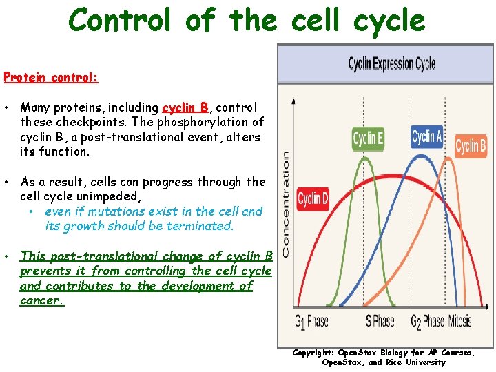 Control of the cell cycle Protein control: • Many proteins, including cyclin B, control
