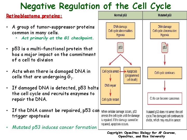 Negative Regulation of the Cell Cycle Retinoblastoma proteins: • A group of tumor-suppressor proteins