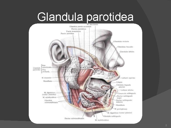 Glandula parotidea 2 