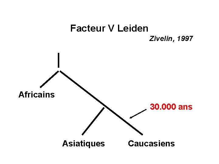 Facteur V Leiden Zivelin, 1997 Africains 30. 000 ans Asiatiques Caucasiens 