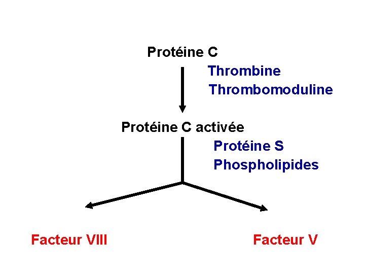 Protéine C Thrombine Thrombomoduline Protéine C activée Protéine S Phospholipides Facteur VIII Facteur V