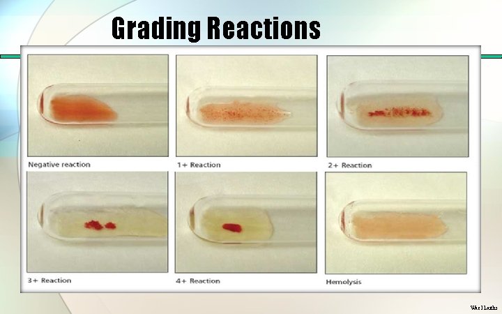 Grading Reactions Wael Laithi 