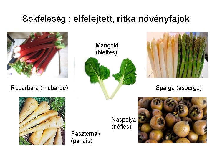 Sokféleség : elfelejtett, ritka növényfajok Mángold (blettes) Rebarbara (rhubarbe) Spárga (asperge) Naspolya (nèfles) Paszternák