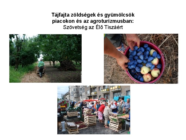 Tájfajta zöldségek és gyümölcsök piacokon és az agroturizmusban: Szövetség az Élő Tiszáért 