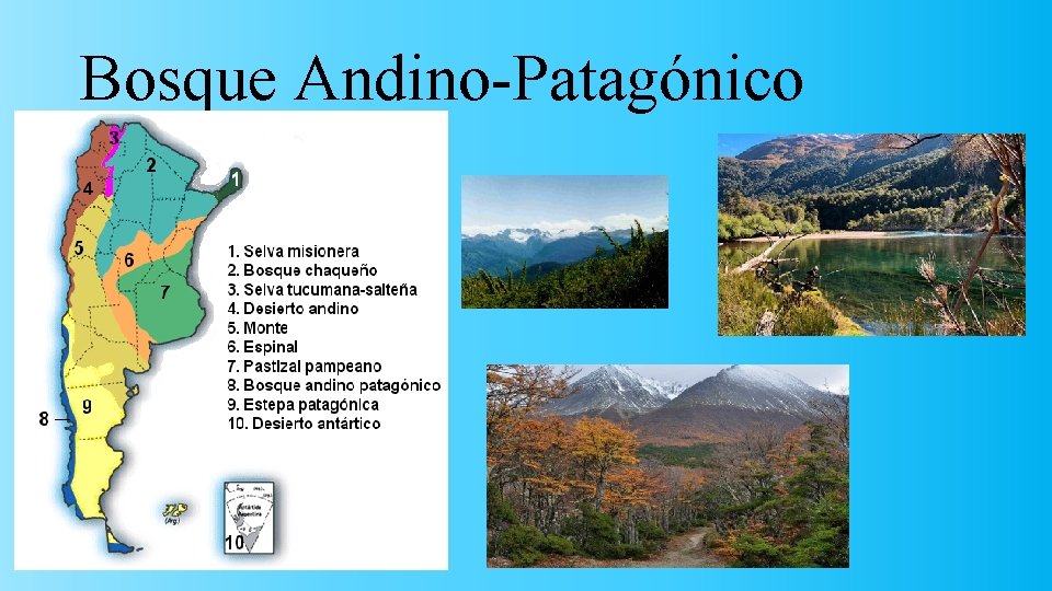 Bosque Andino-Patagónico 