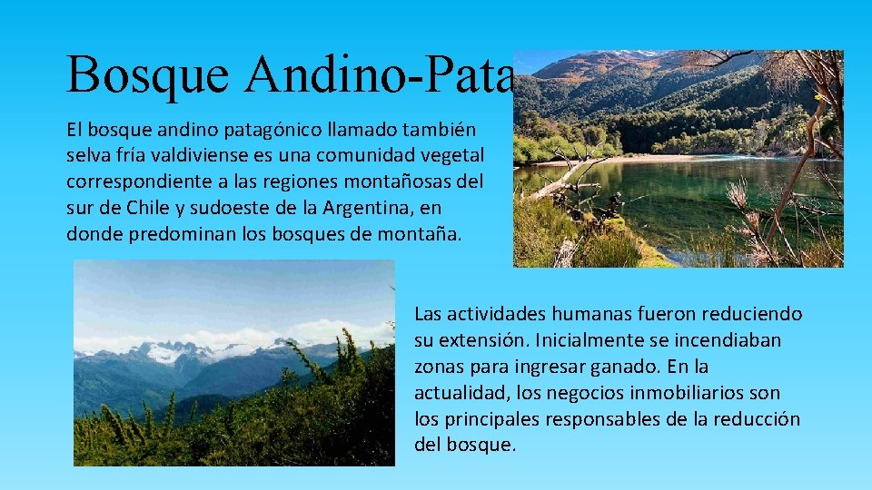 Bosque Andino-Patagónico: El bosque andino patagónico llamado también selva fría valdiviense es una comunidad