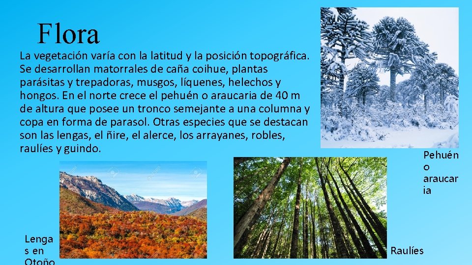Flora La vegetación varía con la latitud y la posición topográfica. Se desarrollan matorrales