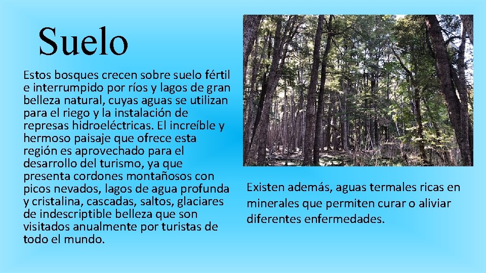 Suelo Estos bosques crecen sobre suelo fértil e interrumpido por ríos y lagos de