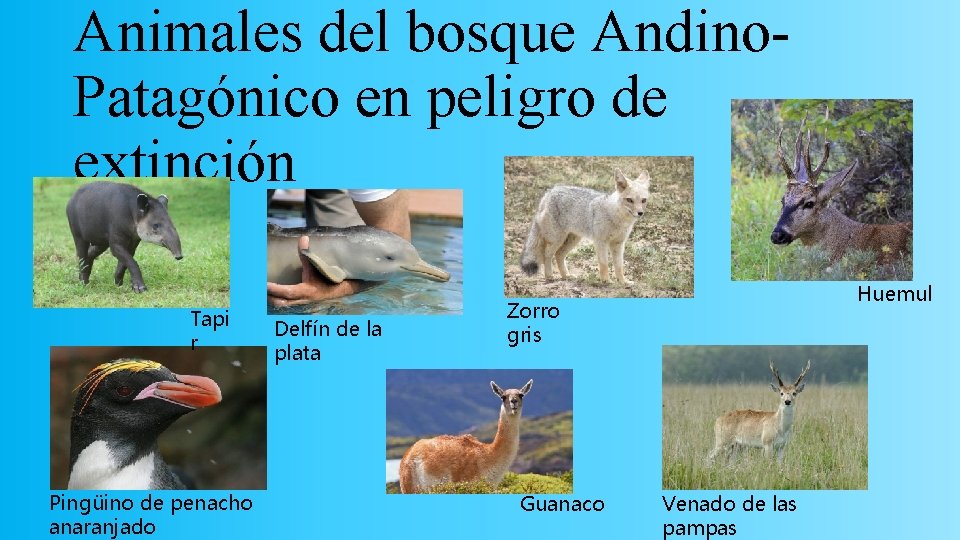 Animales del bosque Andino. Patagónico en peligro de extinción Tapi r Pingüino de penacho