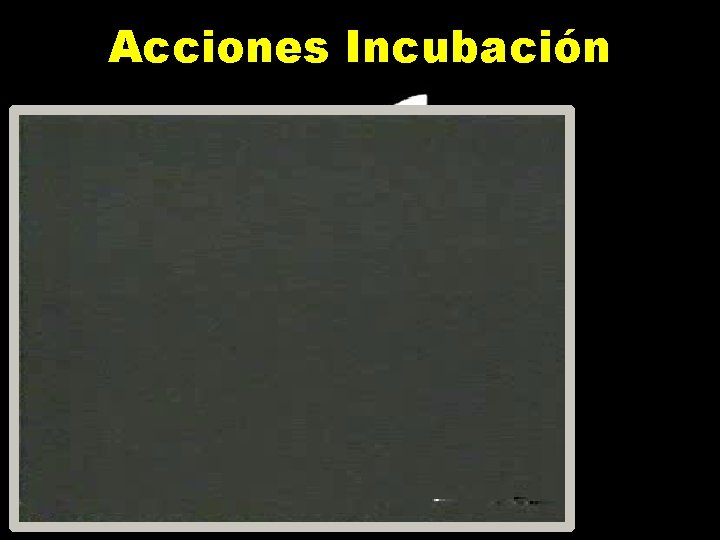 Acciones Incubación 