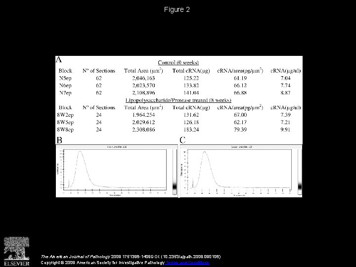 Figure 2 The American Journal of Pathology 2009 1751398 -1409 DOI: (10. 2353/ajpath. 2009.