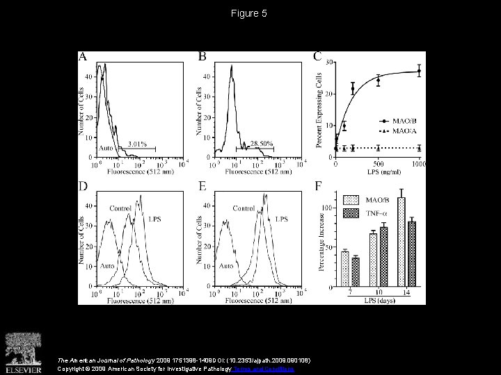 Figure 5 The American Journal of Pathology 2009 1751398 -1409 DOI: (10. 2353/ajpath. 2009.