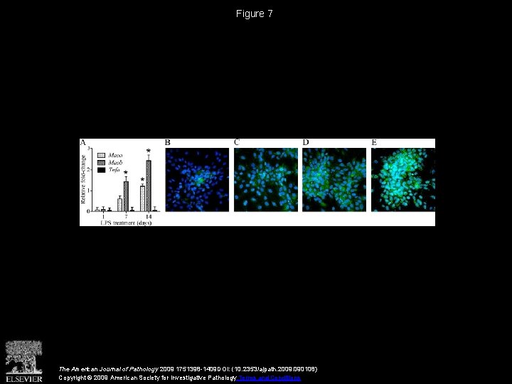 Figure 7 The American Journal of Pathology 2009 1751398 -1409 DOI: (10. 2353/ajpath. 2009.