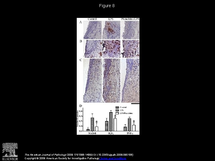 Figure 8 The American Journal of Pathology 2009 1751398 -1409 DOI: (10. 2353/ajpath. 2009.