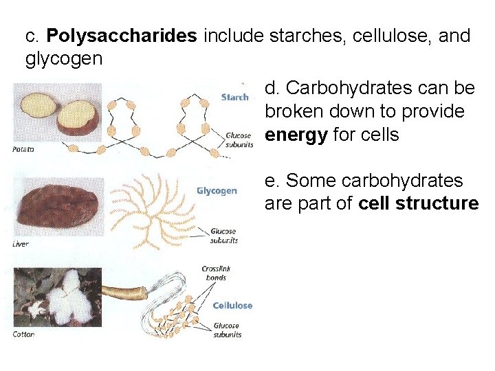 c. Polysaccharides include starches, cellulose, and glycogen d. Carbohydrates can be broken down to