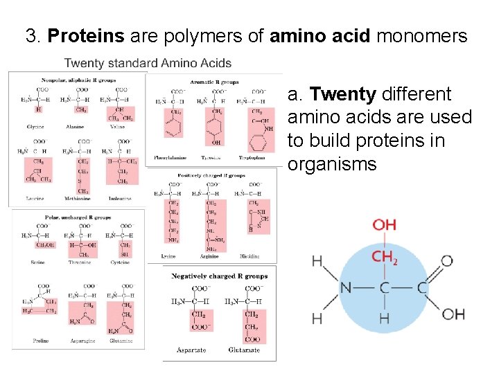 3. Proteins are polymers of amino acid monomers a. Twenty different amino acids are