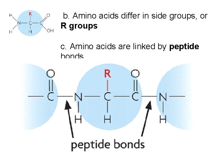 b. Amino acids differ in side groups, or R groups c. Amino acids are