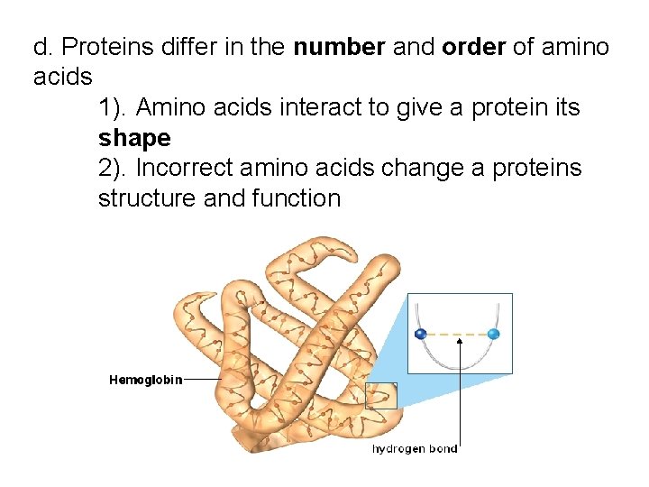 d. Proteins differ in the number and order of amino acids 1). Amino acids