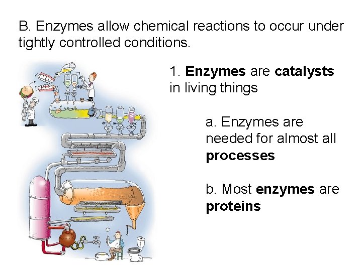B. Enzymes allow chemical reactions to occur under tightly controlled conditions. 1. Enzymes are