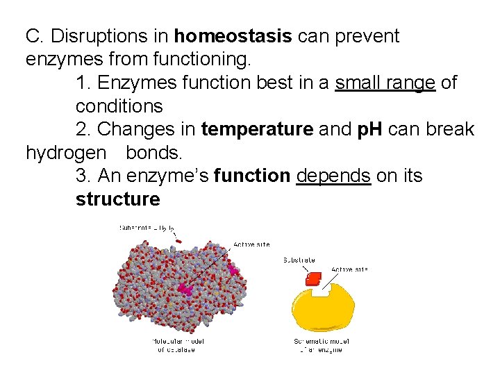 C. Disruptions in homeostasis can prevent enzymes from functioning. 1. Enzymes function best in