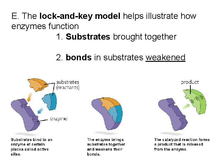 E. The lock-and-key model helps illustrate how enzymes function 1. Substrates brought together 2.