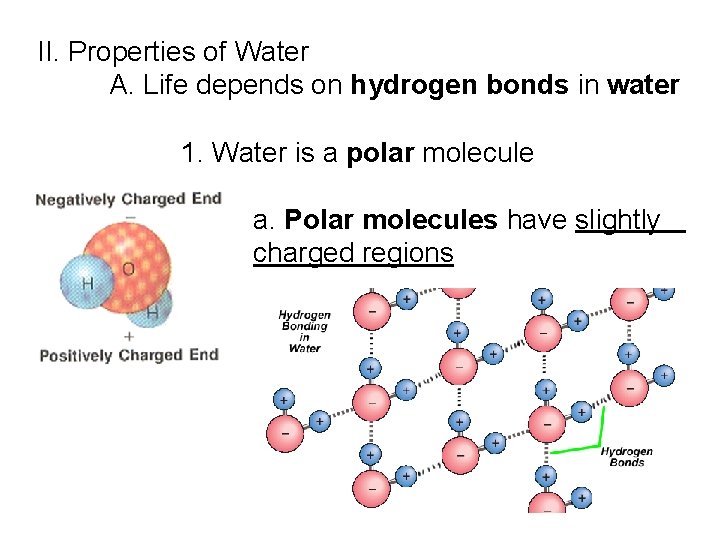 II. Properties of Water A. Life depends on hydrogen bonds in water 1. Water