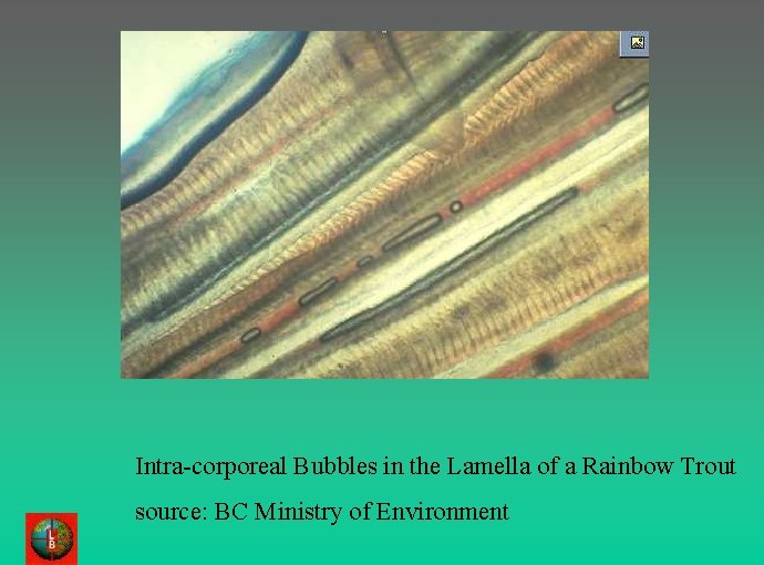 Intra-corporeal Bubbles in the Lamella of a Rainbow Trout source: BC Ministry of Environment
