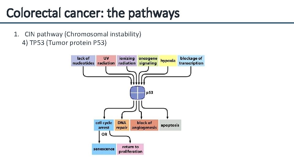 Colorectal cancer: the pathways 1. CIN pathway (Chromosomal instability) 4) TP 53 (Tumor protein