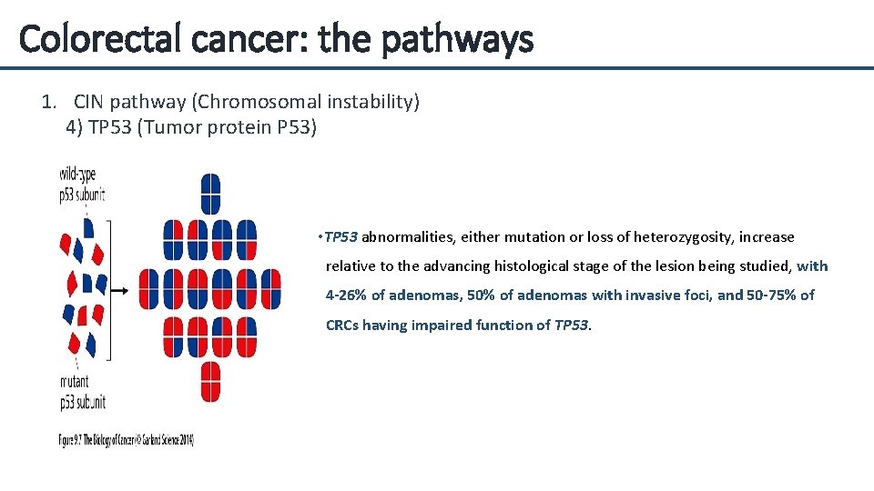 Colorectal cancer: the pathways 1. CIN pathway (Chromosomal instability) 4) TP 53 (Tumor protein