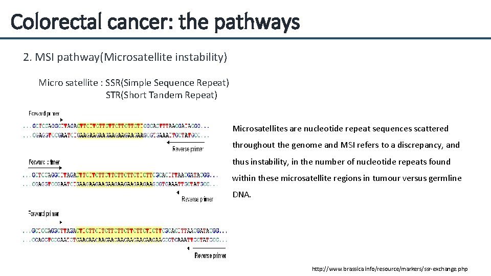 Colorectal cancer: the pathways 2. MSI pathway(Microsatellite instability) Micro satellite : SSR(Simple Sequence Repeat)