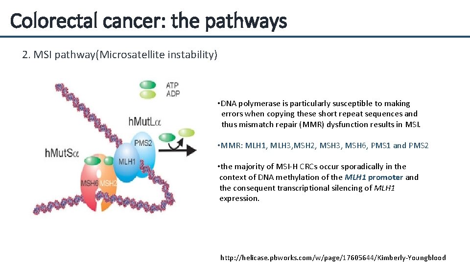 Colorectal cancer: the pathways 2. MSI pathway(Microsatellite instability) • DNA polymerase is particularly susceptible