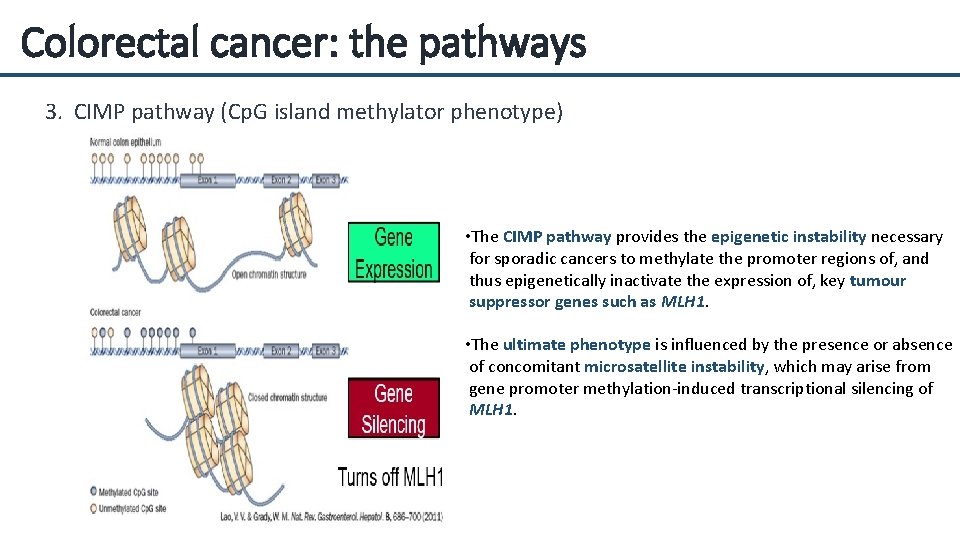 Colorectal cancer: the pathways 3. CIMP pathway (Cp. G island methylator phenotype) • The
