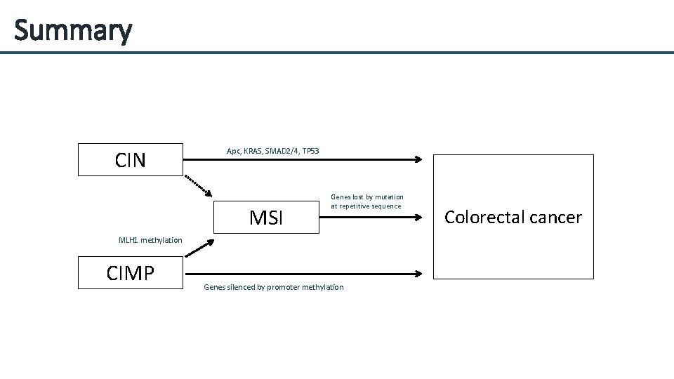 Summary CIN Apc, KRAS, SMAD 2/4, TP 53 MSI Genes lost by mutation at
