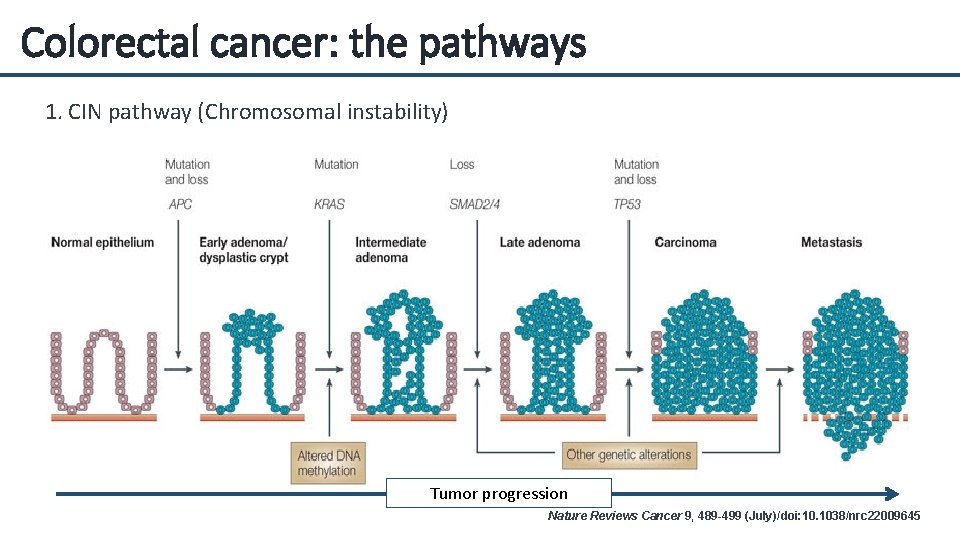 Colorectal cancer: the pathways 1. CIN pathway (Chromosomal instability) Tumor progression Nature Reviews Cancer