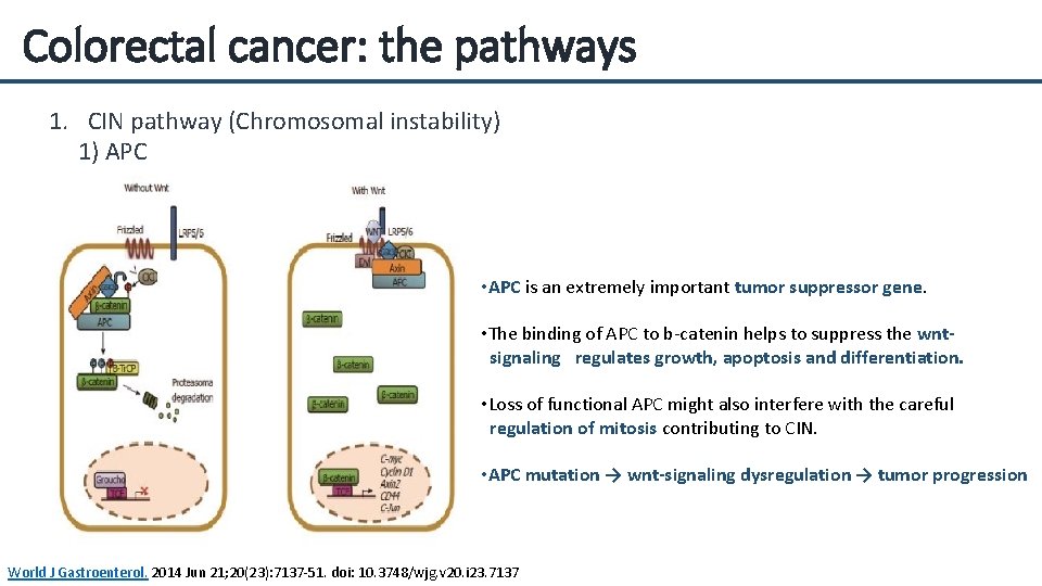 Colorectal cancer: the pathways 1. CIN pathway (Chromosomal instability) 1) APC • APC is