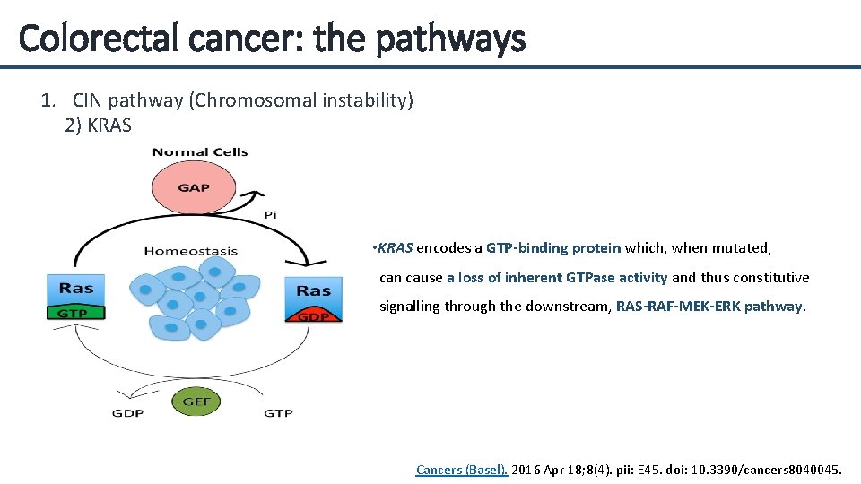 Colorectal cancer: the pathways 1. CIN pathway (Chromosomal instability) 2) KRAS • KRAS encodes