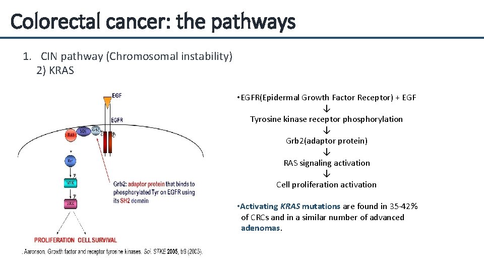 Colorectal cancer: the pathways 1. CIN pathway (Chromosomal instability) 2) KRAS • EGFR(Epidermal Growth