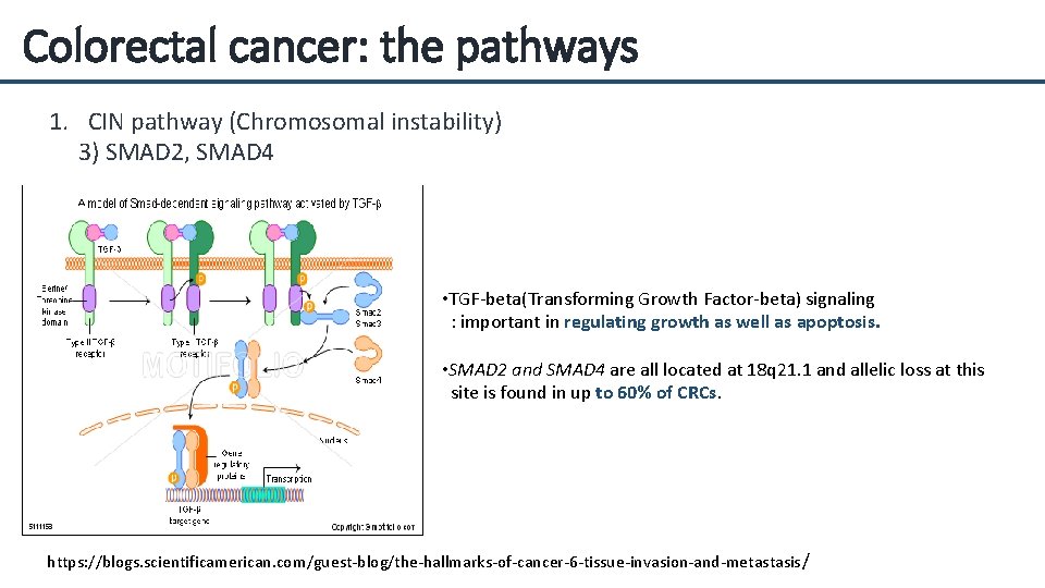 Colorectal cancer: the pathways 1. CIN pathway (Chromosomal instability) 3) SMAD 2, SMAD 4