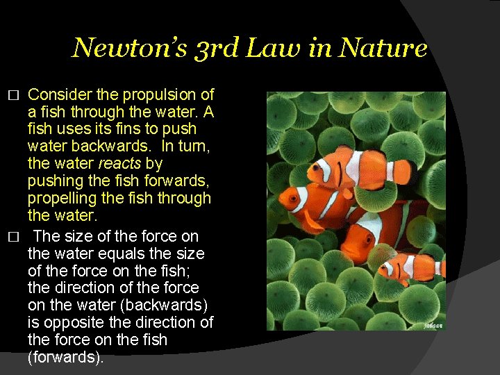 Newton’s 3 rd Law in Nature Consider the propulsion of a fish through the