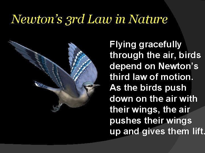 Newton’s 3 rd Law in Nature Flying gracefully through the air, birds depend on