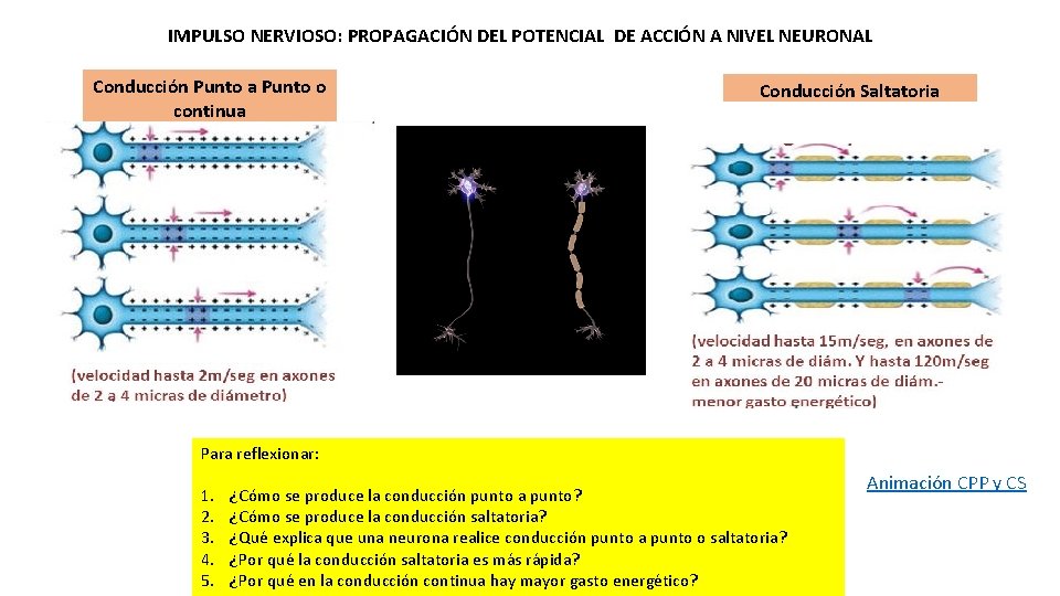 IMPULSO NERVIOSO: PROPAGACIÓN DEL POTENCIAL DE ACCIÓN A NIVEL NEURONAL Conducción Punto a Punto