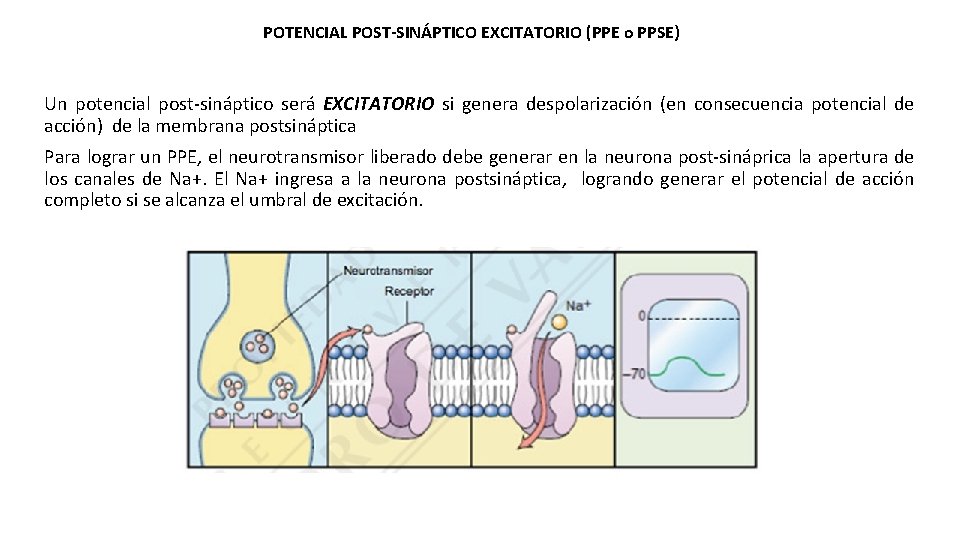 POTENCIAL POST-SINÁPTICO EXCITATORIO (PPE o PPSE) Un potencial post-sináptico será EXCITATORIO si genera despolarización