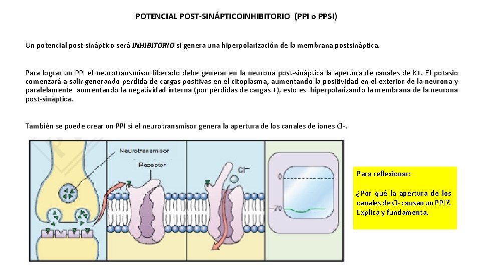 POTENCIAL POST-SINÁPTICOINHIBITORIO (PPI o PPSI) Un potencial post-sináptico será INHIBITORIO si genera una hiperpolarización