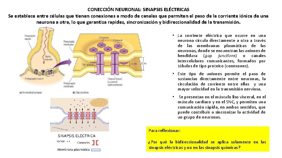 CONECCIÓN NEURONAL: SINAPSIS ELÉCTRICAS Se establece entre células que tienen conexiones a modo de