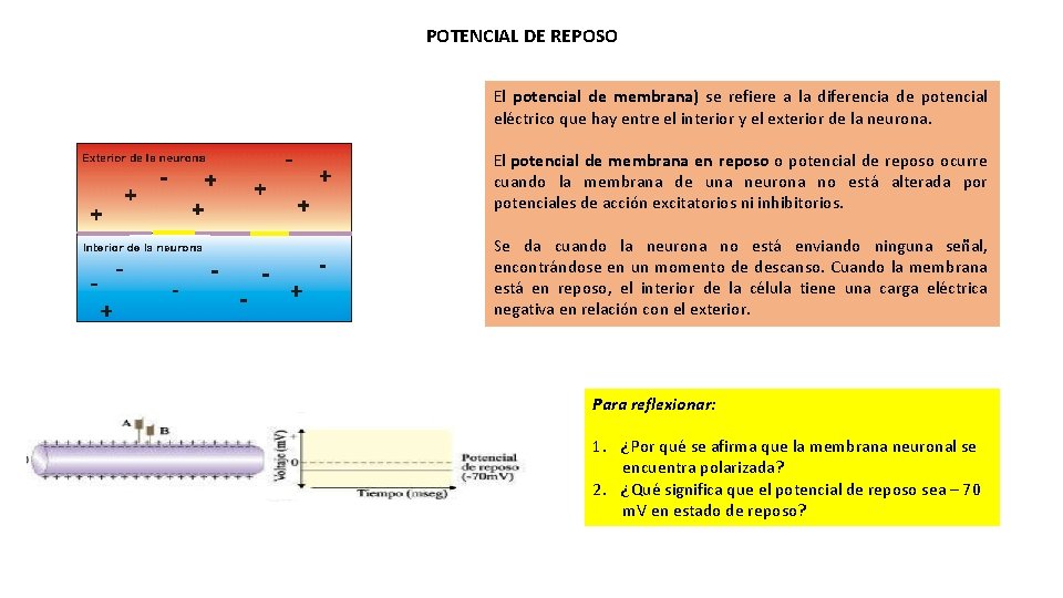 POTENCIAL DE REPOSO El potencial de membrana) se refiere a la diferencia de potencial