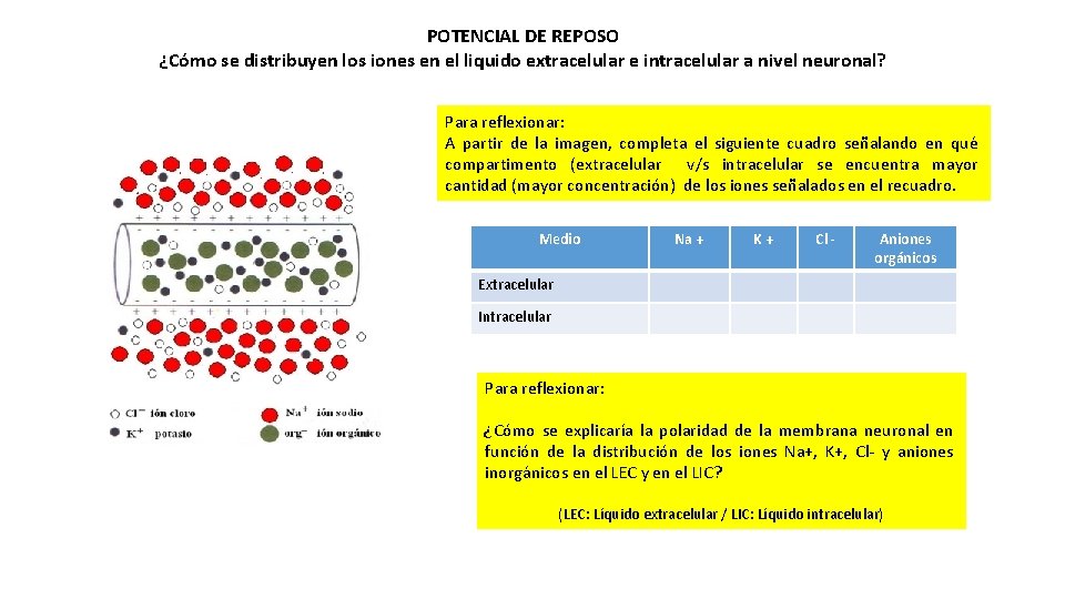 POTENCIAL DE REPOSO ¿Cómo se distribuyen los iones en el liquido extracelular e intracelular