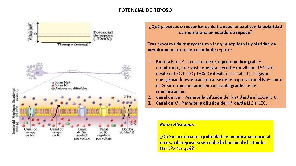 POTENCIAL DE REPOSO ¿Qué procesos o mecanismos de transporte explican la polaridad de membrana